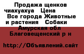 Продажа щенков чиахуахуа › Цена ­ 12 000 - Все города Животные и растения » Собаки   . Амурская обл.,Благовещенский р-н